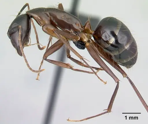Camponotus hovahovoides specimen CASENT0487242 image casent0487242_3