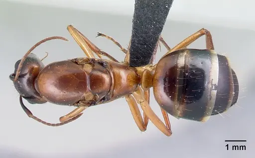 Camponotus hovahovoides specimen CASENT0491675 image casent0491675_1