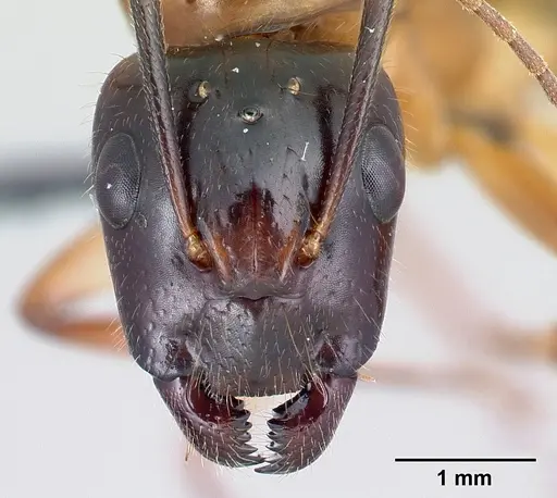 Camponotus hovahovoides specimen CASENT0491675 image casent0491675_2