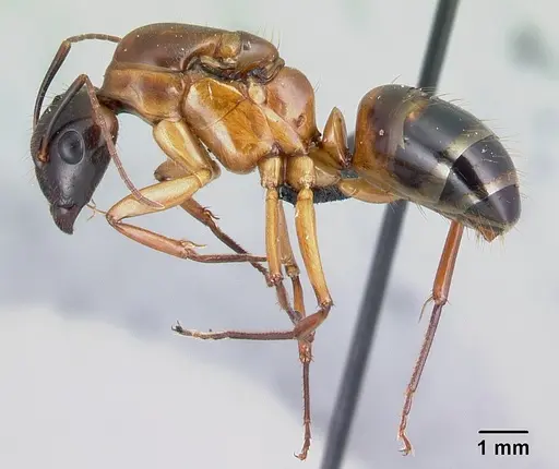 Camponotus hovahovoides specimen CASENT0491675 image casent0491675_3