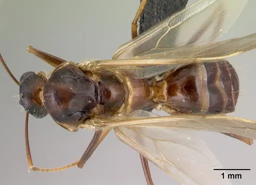 Camponotus hovahovoides specimen CASENT0493950 image casent0493950_1