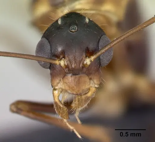 Camponotus hovahovoides specimen CASENT0493950 image casent0493950_2