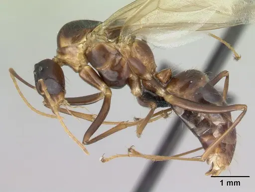 Camponotus hovahovoides specimen CASENT0493950 image casent0493950_3