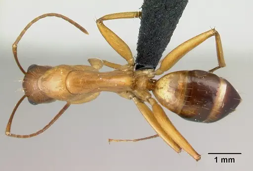 Camponotus hovahovoides specimen CASENT0496908 image casent0496908_1