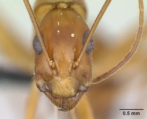 Camponotus hovahovoides specimen CASENT0496908 image casent0496908_2