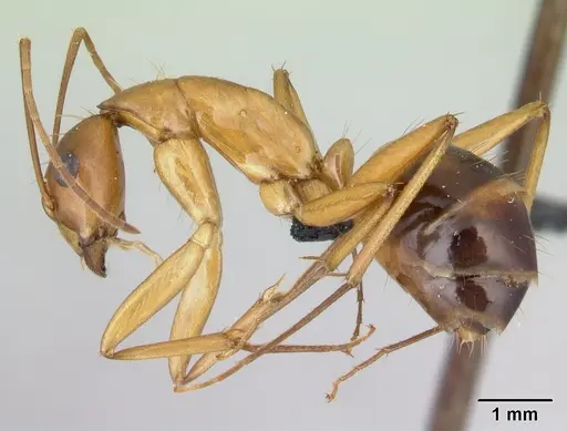 Camponotus hovahovoides specimen CASENT0496908 image casent0496908_3