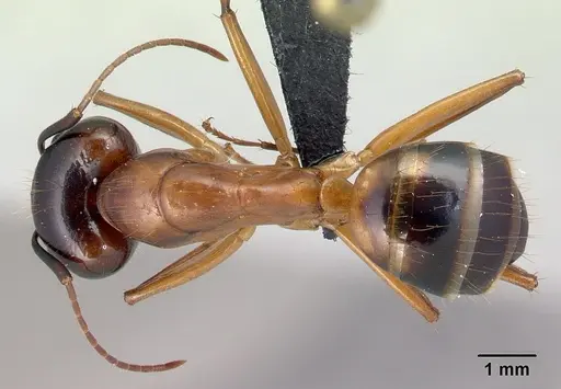 Camponotus hovahovoides specimen CASENT0496910 image casent0496910_1