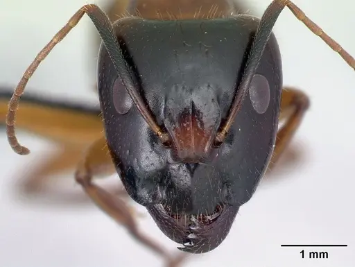 Camponotus hovahovoides specimen CASENT0496910 image casent0496910_2