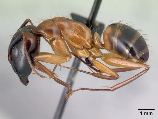 Camponotus hovahovoides specimen CASENT0496910 image casent0496910_3