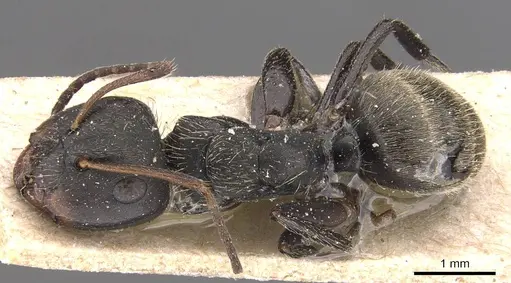 Camponotus humeralis specimen CASENT0905533 image casent0905533_1