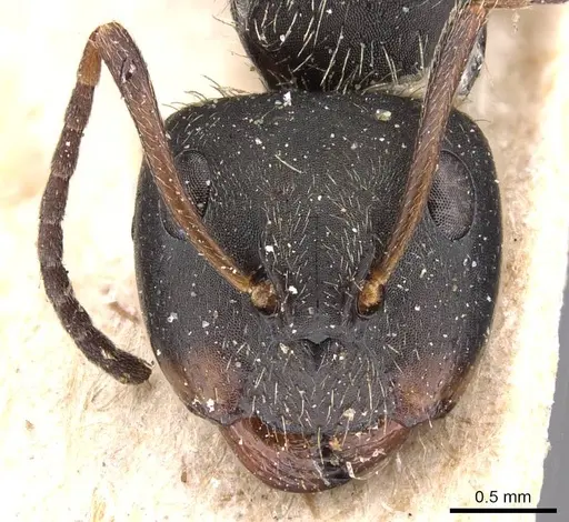 Camponotus humeralis specimen CASENT0905533 image casent0905533_2