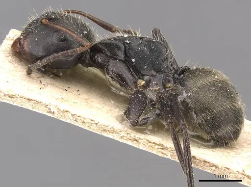 Camponotus humeralis specimen CASENT0905533 image casent0905533_3