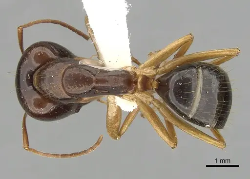 Camponotus humilior specimen CASENT0280223 image casent0280223_1