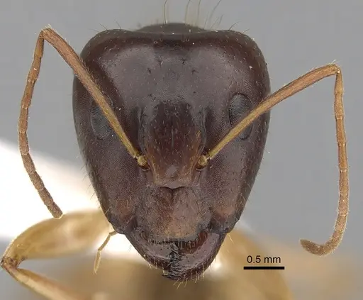 Camponotus humilior specimen CASENT0280223 image casent0280223_2
