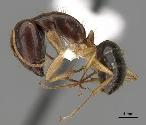 Camponotus humilior specimen CASENT0280223 image casent0280223_3