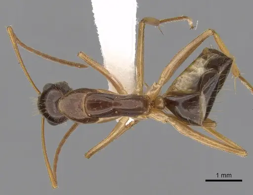Camponotus humilior specimen CASENT0280224 image casent0280224_1