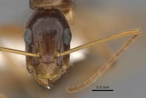 Camponotus humilior specimen CASENT0280224 image casent0280224_2