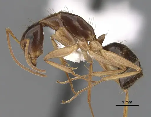 Camponotus humilior specimen CASENT0280224 image casent0280224_3