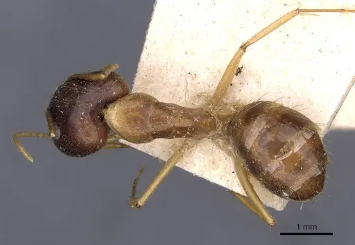 Camponotus humilior specimen CASENT0910181 image casent0910181_1