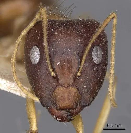 Camponotus humilior specimen CASENT0910181 image casent0910181_2