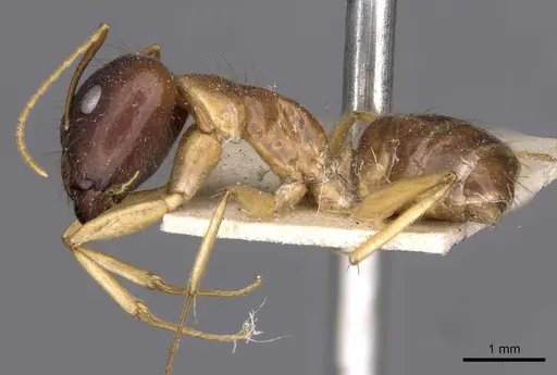 Camponotus humilior specimen CASENT0910181 image casent0910181_3