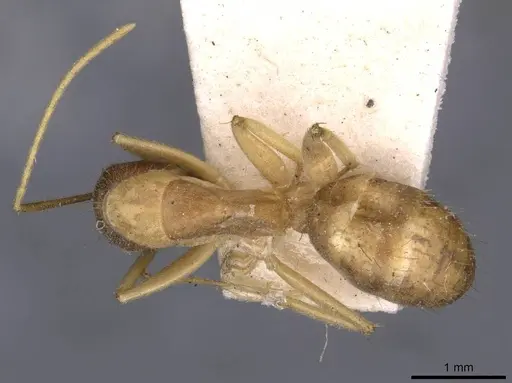 Camponotus humilior specimen CASENT0910182 image casent0910182_1