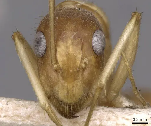 Camponotus humilior specimen CASENT0910182 image casent0910182_2