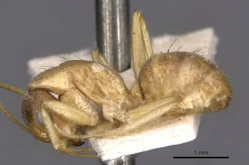 Camponotus humilior specimen CASENT0910182 image casent0910182_3