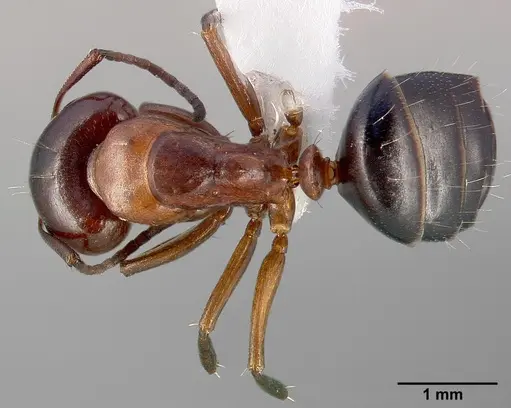Camponotus hyatti specimen CASENT0005345 image casent0005345_1