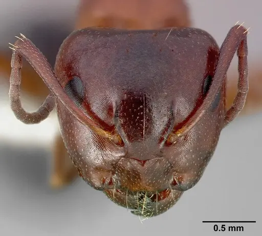 Camponotus hyatti specimen CASENT0005345 image casent0005345_2