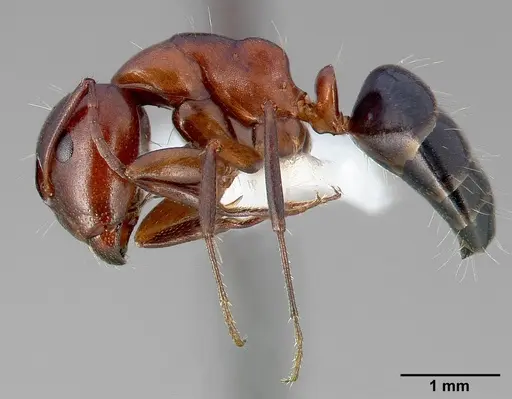 Camponotus hyatti specimen CASENT0005345 image casent0005345_3
