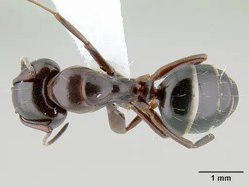 Camponotus hyatti specimen CASENT0106032 image casent0106032_1