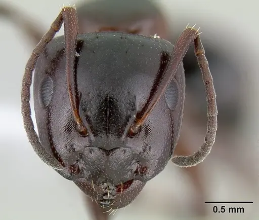 Camponotus hyatti specimen CASENT0106032 image casent0106032_2