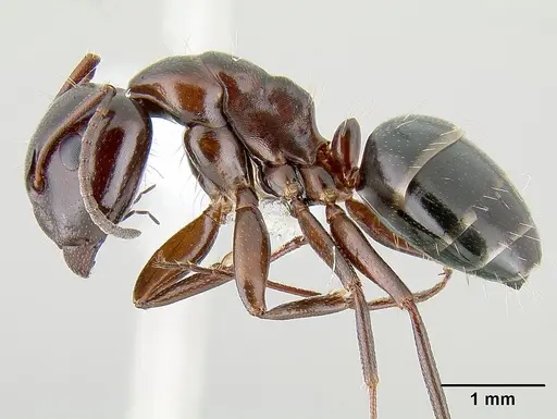 Camponotus hyatti specimen CASENT0106032 image casent0106032_3