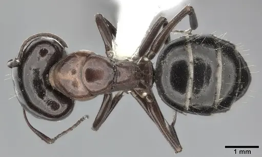 Camponotus hyatti specimen CASENT0246641 image casent0246641_1
