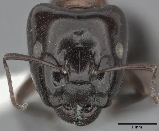 Camponotus hyatti specimen CASENT0246641 image casent0246641_2