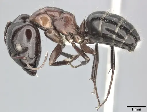 Camponotus hyatti specimen CASENT0246641 image casent0246641_3