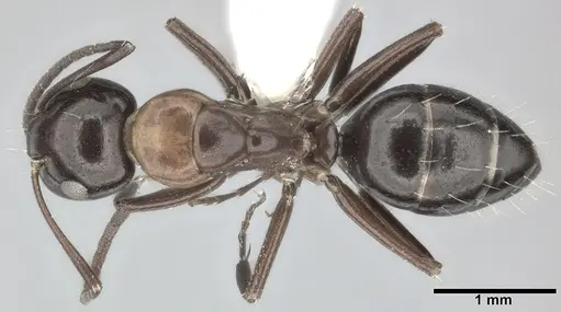Camponotus hyatti specimen CASENT0246642 image casent0246642_1