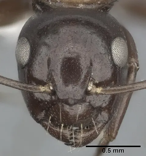 Camponotus hyatti specimen CASENT0246642 image casent0246642_2