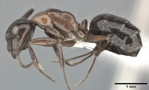 Camponotus hyatti specimen CASENT0246642 image casent0246642_3
