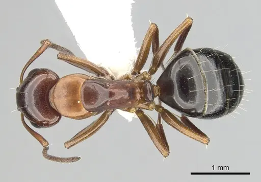 Camponotus hyatti specimen CASENT0249374 image casent0249374_1