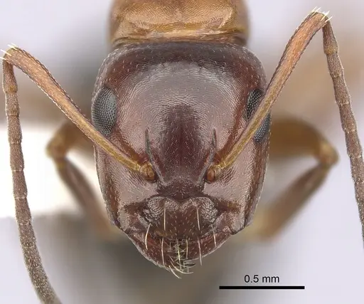 Camponotus hyatti specimen CASENT0249374 image casent0249374_2
