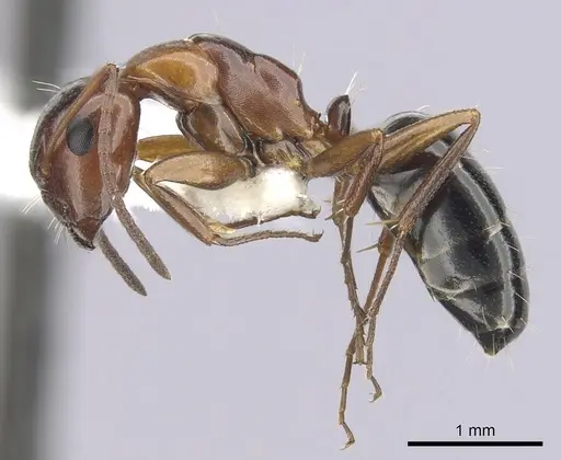 Camponotus hyatti specimen CASENT0249374 image casent0249374_3