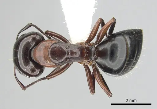 Camponotus hyatti specimen CASENT0249375 image casent0249375_1