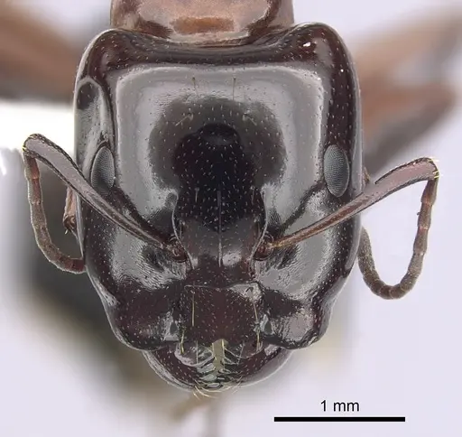 Camponotus hyatti specimen CASENT0249375 image casent0249375_2
