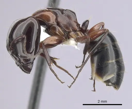 Camponotus hyatti specimen CASENT0249375 image casent0249375_3