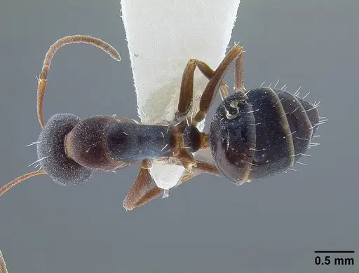 Camponotus hyatti specimen CASENT0844067 image casent0844067_1