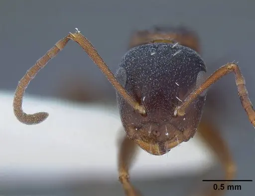 Camponotus hyatti specimen CASENT0844067 image casent0844067_2