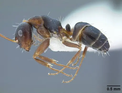 Camponotus hyatti specimen CASENT0844067 image casent0844067_3