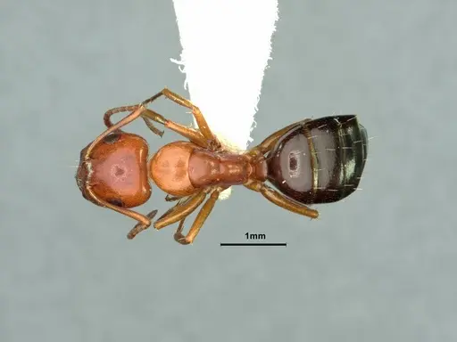 Camponotus hyatti specimen CASENT0883404 image casent0883404_1